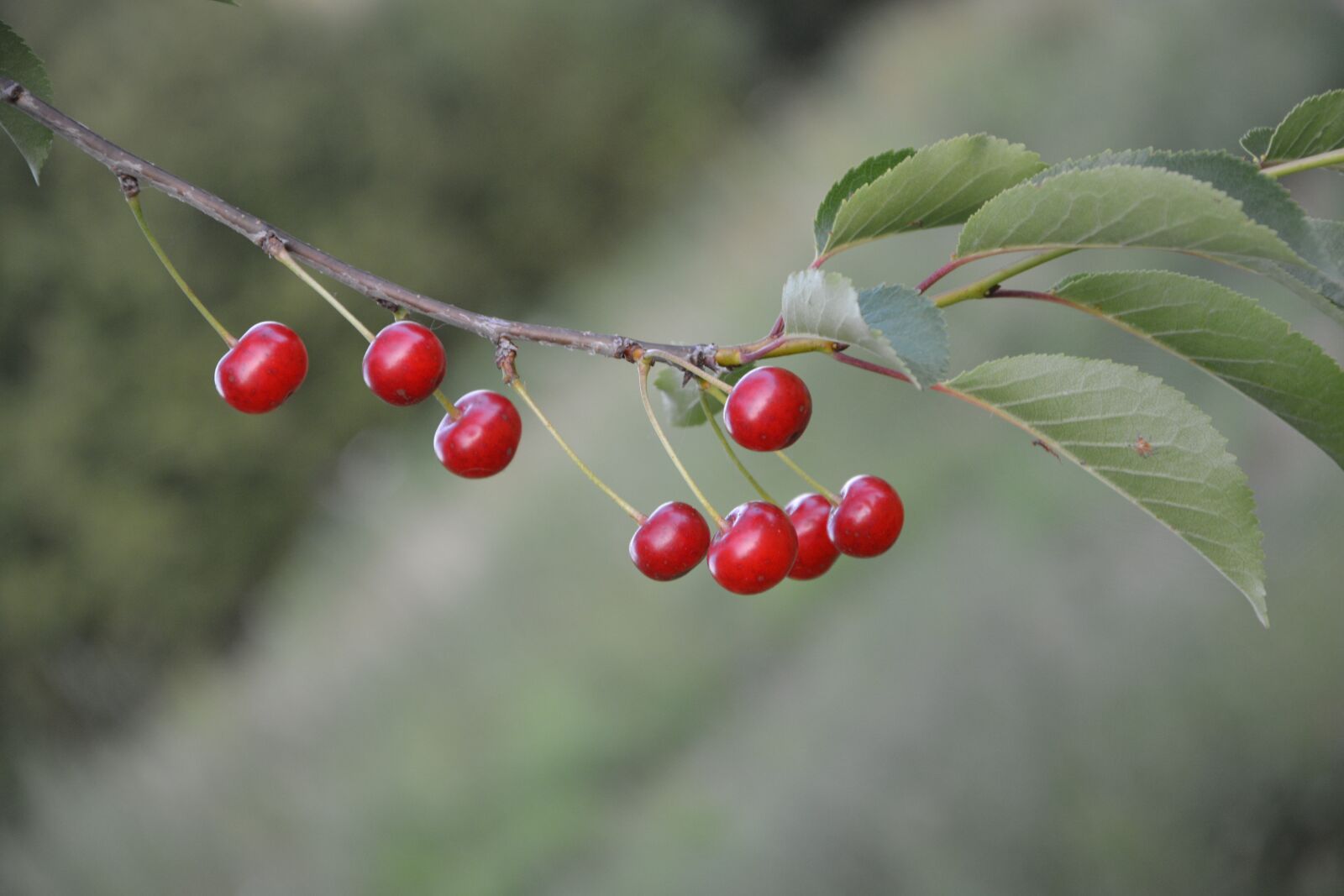 Nikon D5200 sample photo. Cherries, fruit, red photography