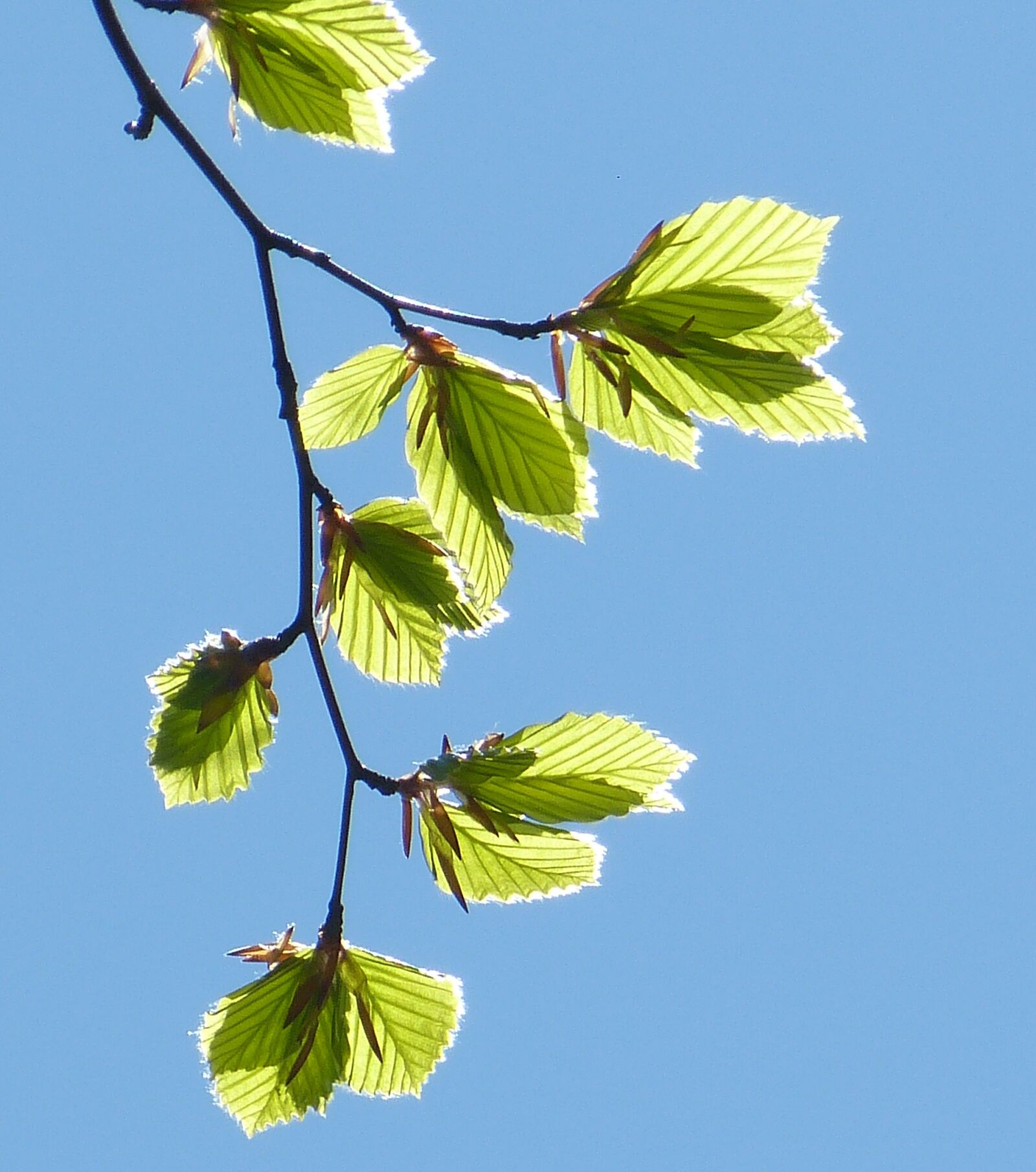 Panasonic Lumix DMC-FZ150 sample photo. Spring, leaves, leaf photography
