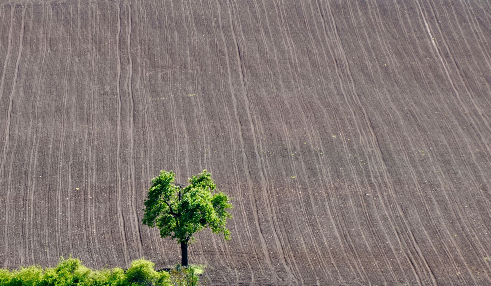Nikon D5100 sample photo. Tree, field, agriculture photography
