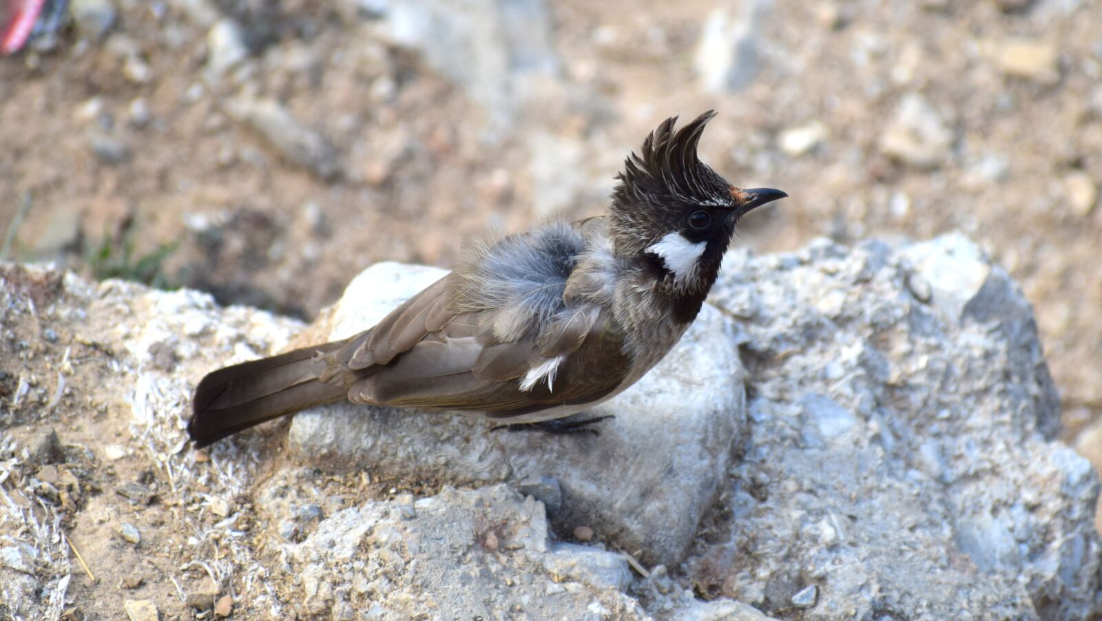Nikon D3300 sample photo. Nature, wildlife, animal photography