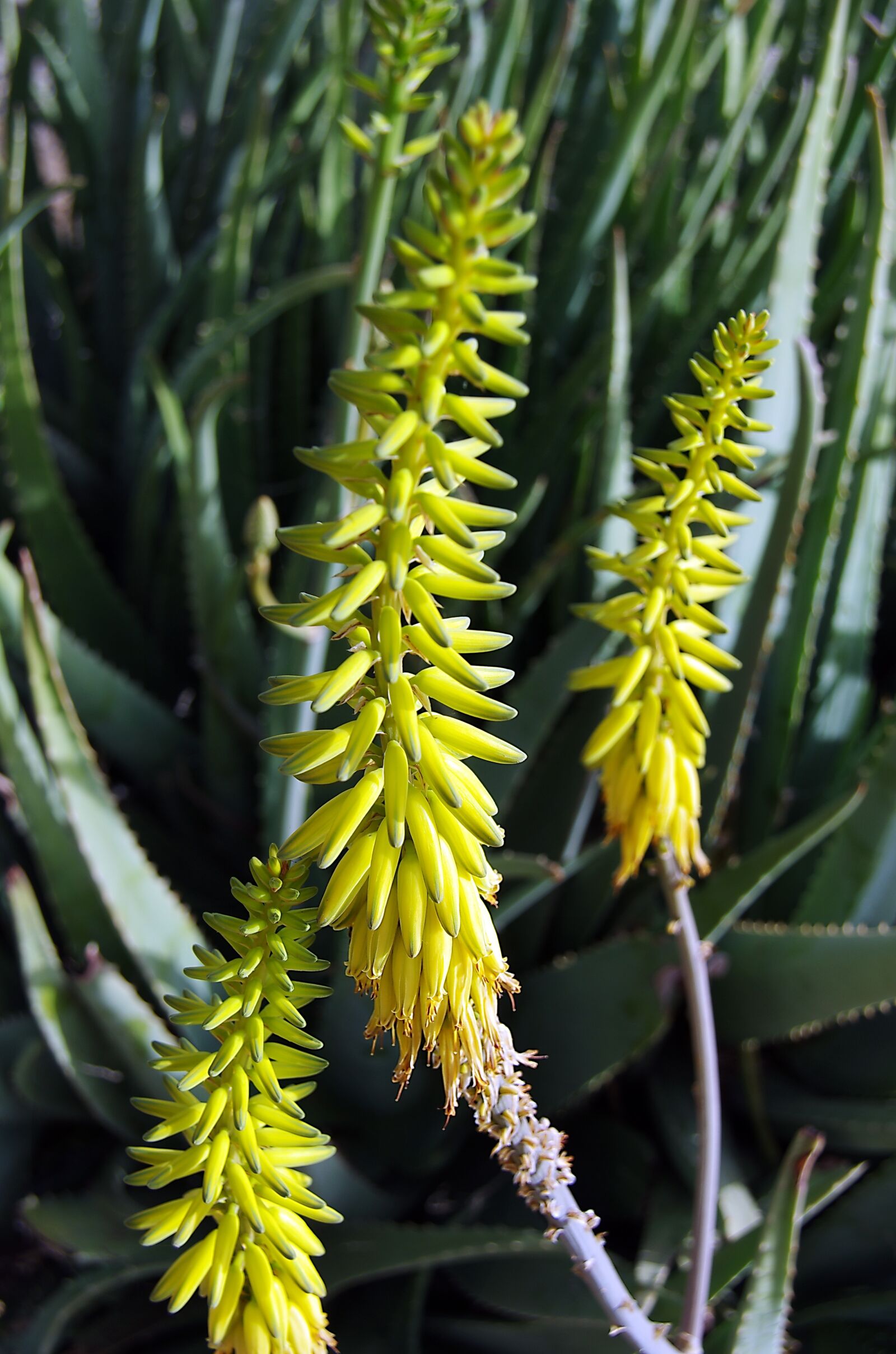 Pentax K-5 sample photo. Aloe, aloe vera, aloe photography