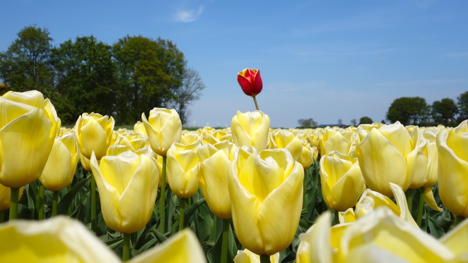 Sony Cyber-shot DSC-RX100 sample photo. Tulips, bulbs, tulip photography