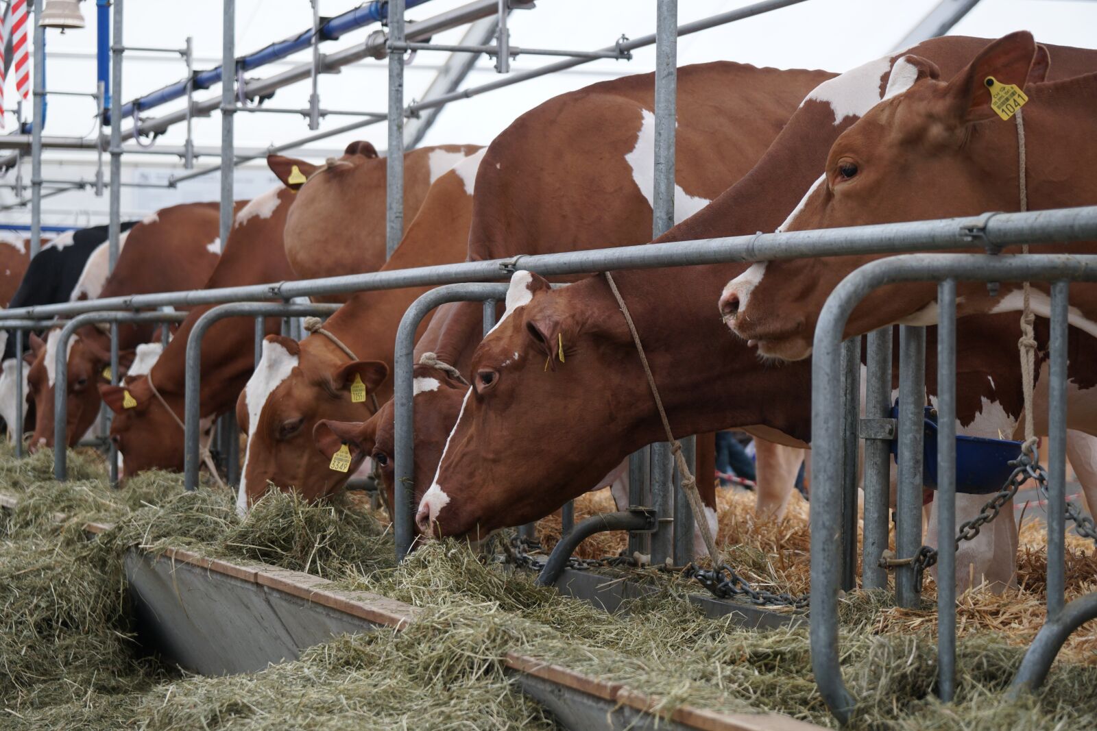 Sony a6500 sample photo. Cow, eat, stall photography