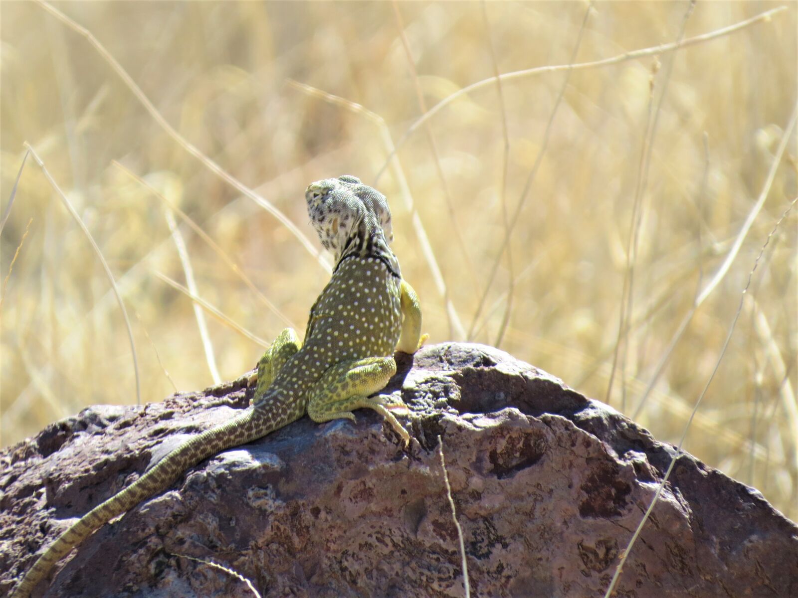 Canon PowerShot SX50 HS sample photo. Reptile, lizard, yellow photography