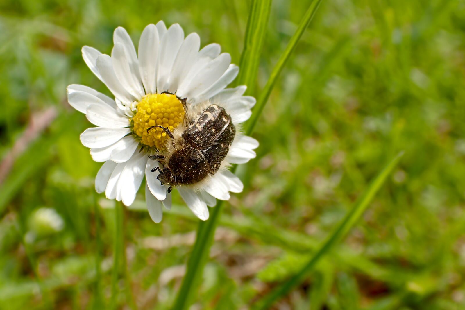 Olympus TG-3 sample photo. Nature, plant, flower photography