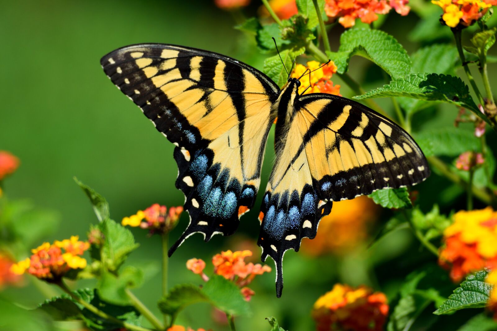 Nikon D3300 sample photo. Tiger swallowtail butterfly, butterfly photography