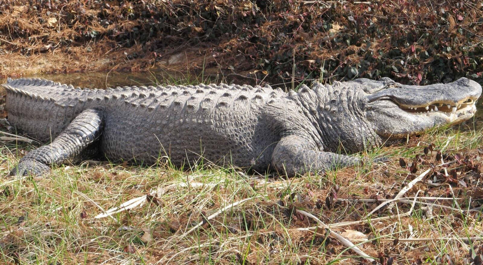 Canon PowerShot SX130 IS sample photo. Alligator, water, looking photography