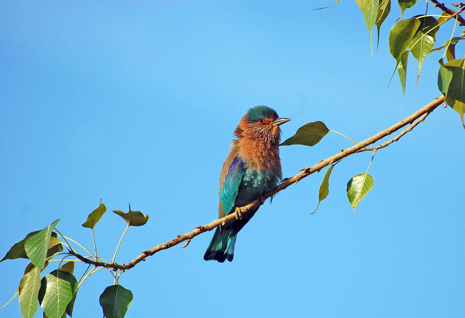 Nikon D40 sample photo. Bird, color, nature photography