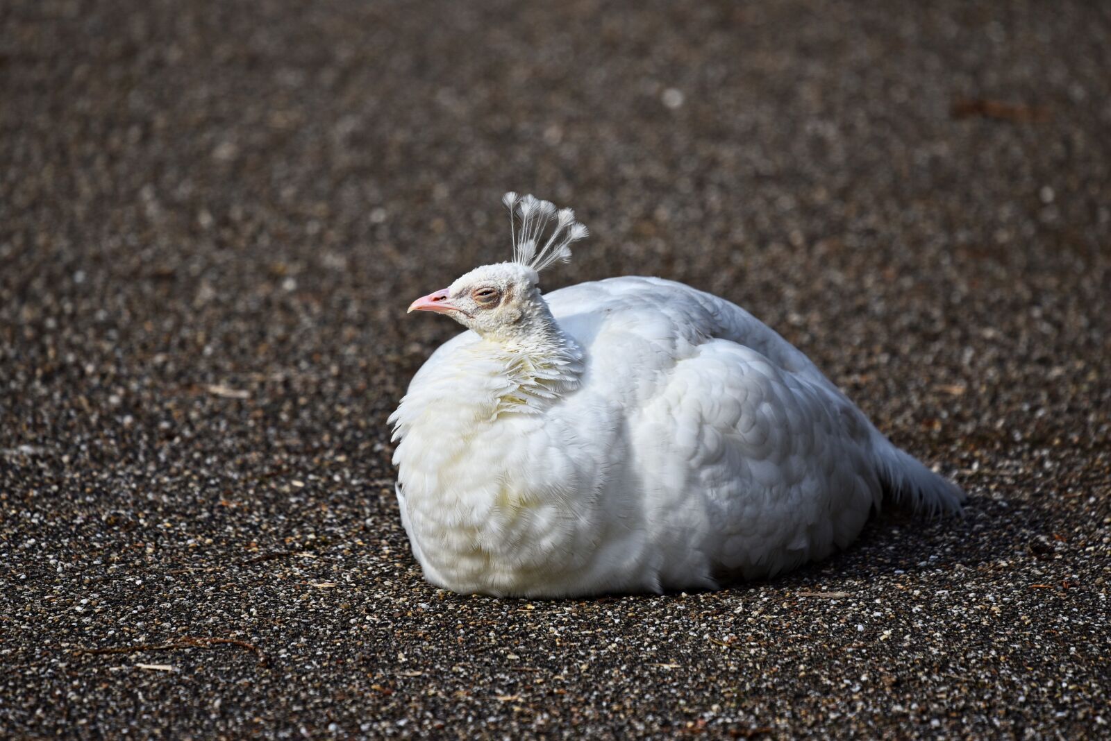 Nikon D750 sample photo. Peafowl, white peahen, peahen photography