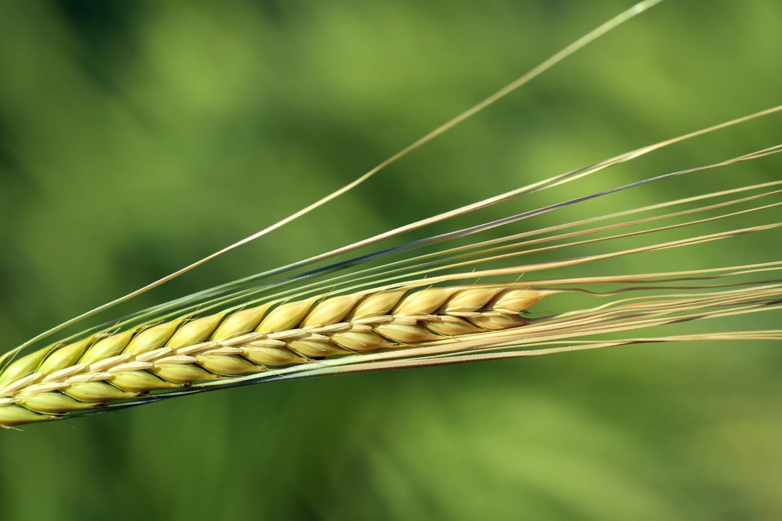 Nikon D3300 sample photo. Barley, ear, cereals photography