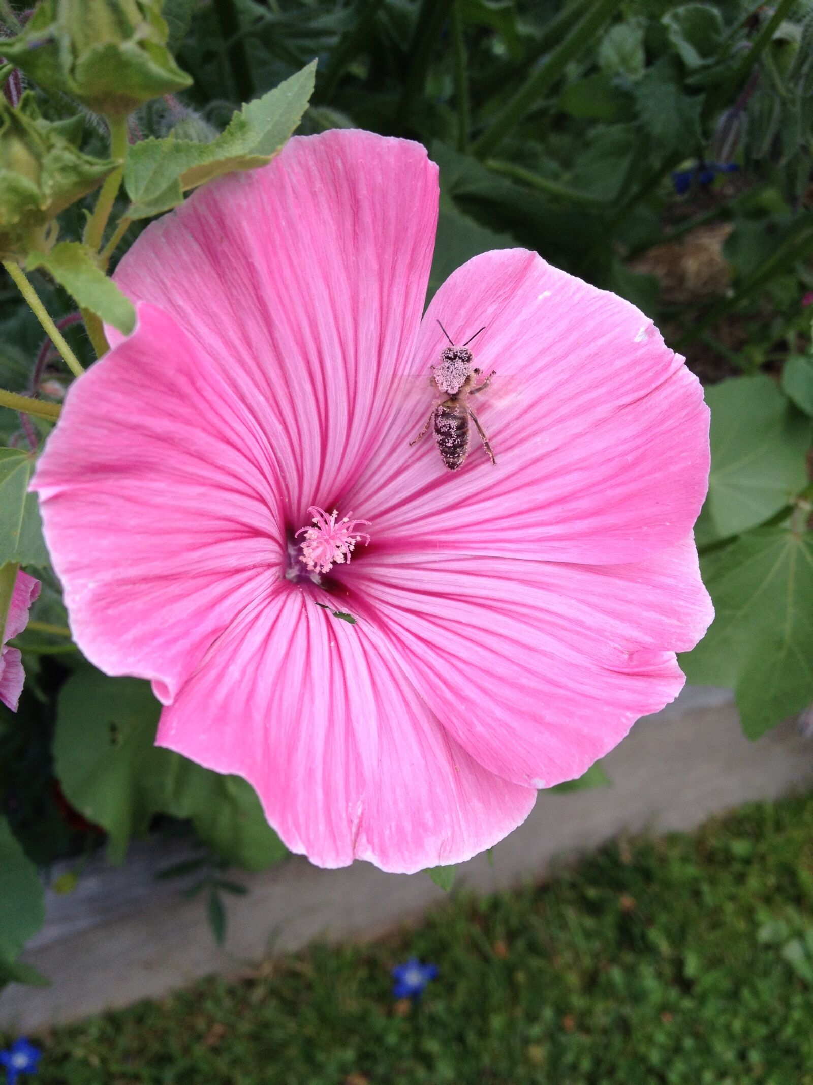 iPhone 4S back camera 4.28mm f/2.4 sample photo. Lavatera, flower, insect photography