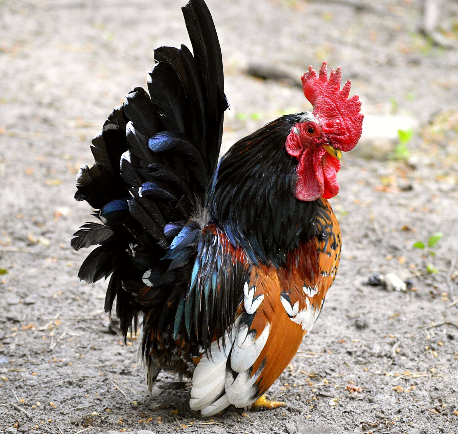 Nikon D3200 sample photo. Hahn, dwarf cock, small photography