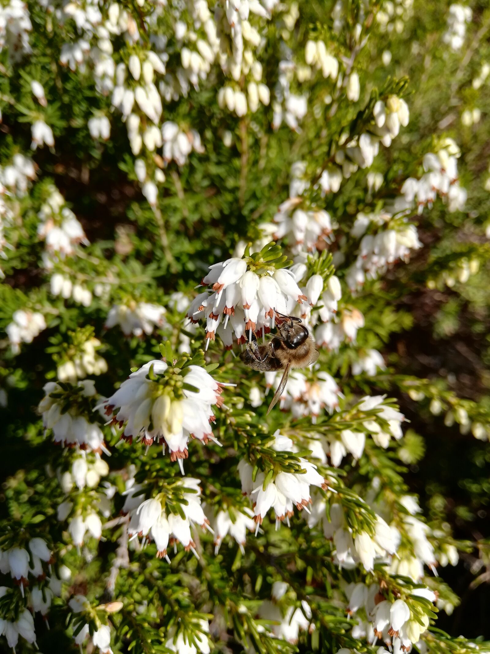 HUAWEI Honor 7X sample photo. Heide, bee, blossom photography