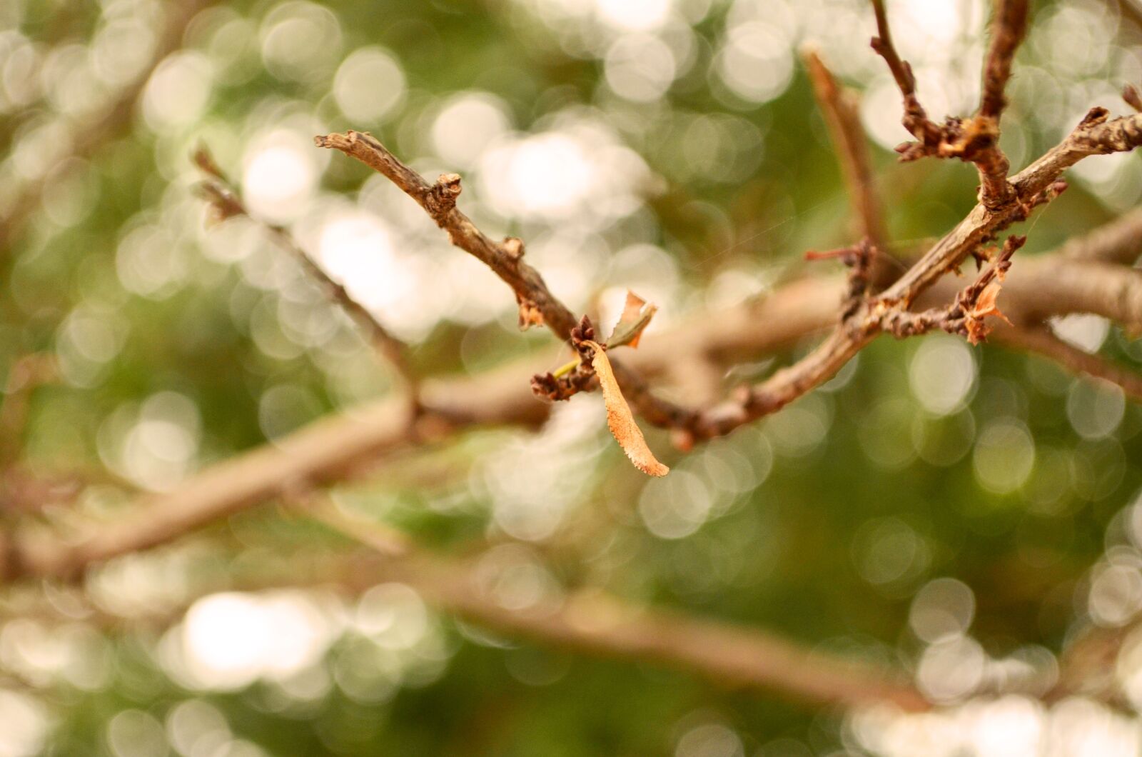 Nikon D5100 sample photo. Branch, tree, autumn photography