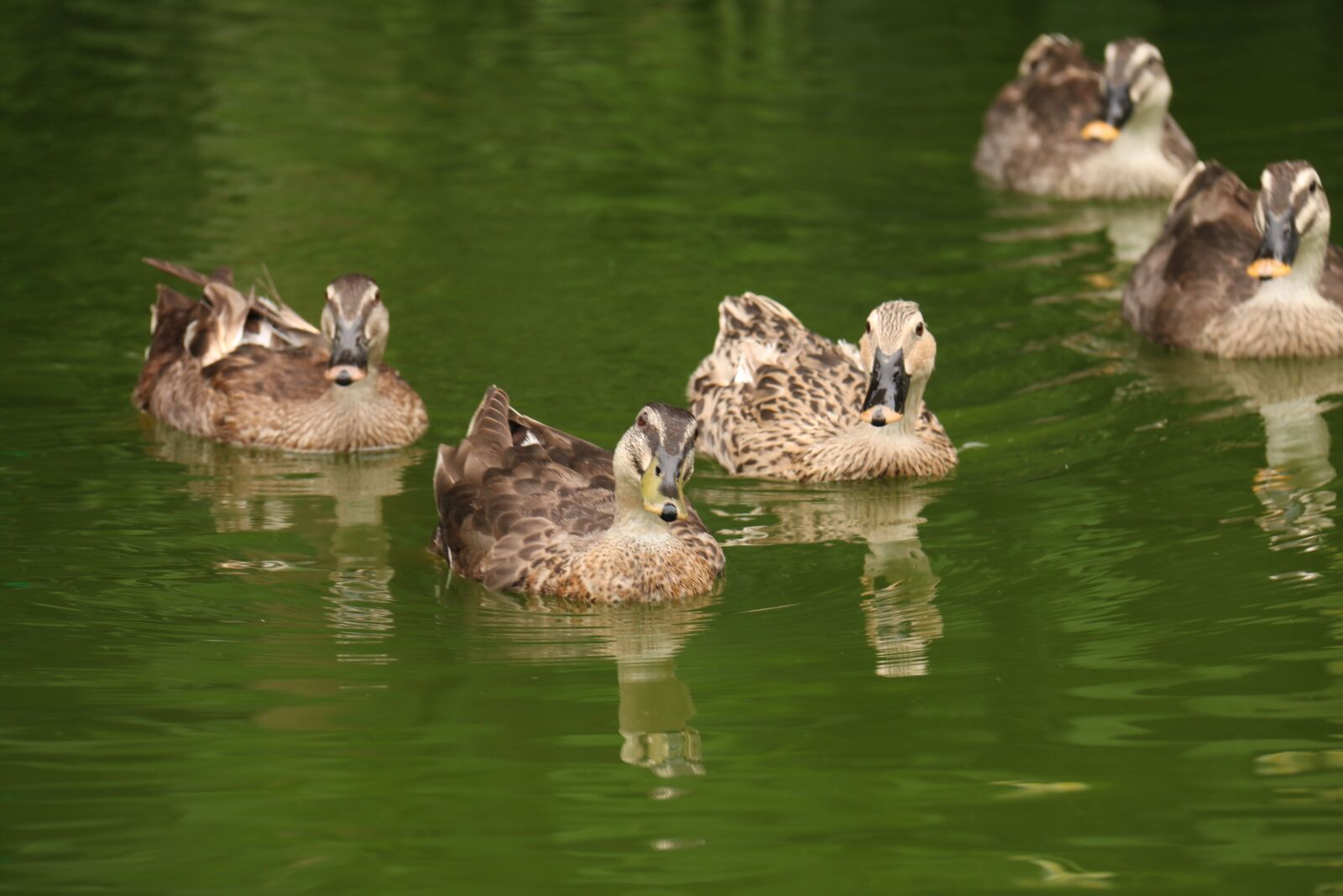 Canon EF-S 18-200mm F3.5-5.6 IS sample photo. Duck, lake, water photography
