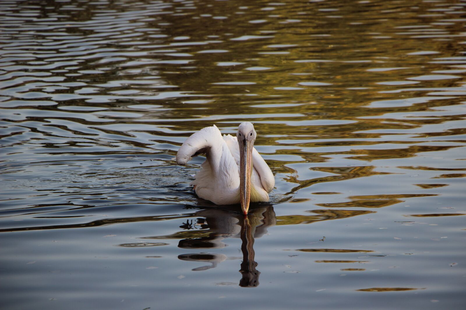 Canon EF-S 18-135mm F3.5-5.6 IS STM sample photo. Bird, water bird, pelican photography