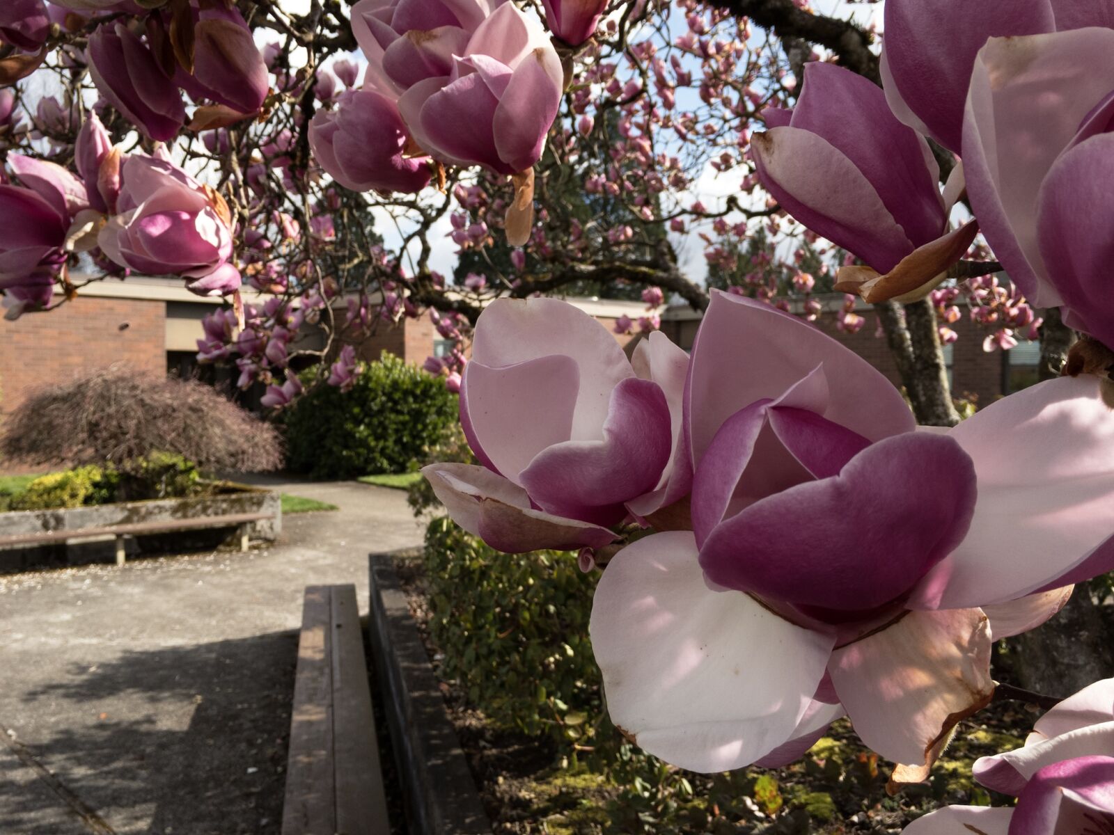 Apple iPhone 6s sample photo. Clouds, courtyard, flower, grass photography