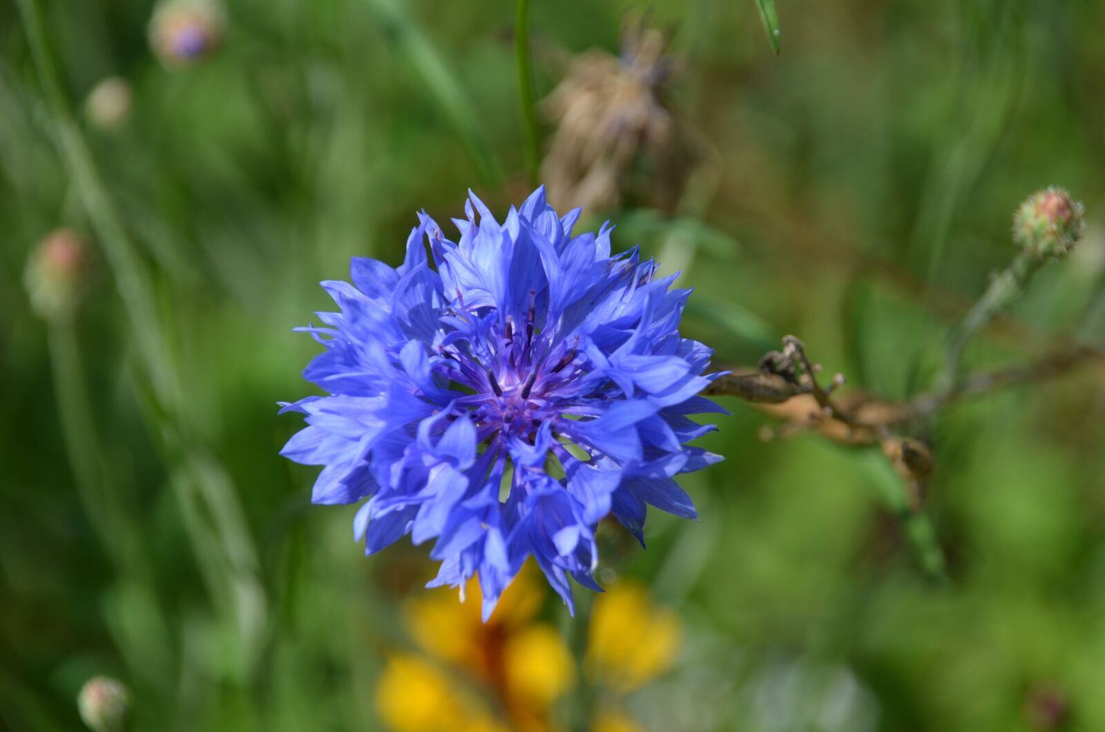 Nikon D5100 sample photo. Blue, flower, cornflower photography