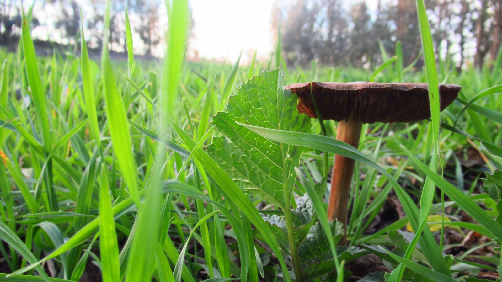 Canon PowerShot SX620 HS sample photo. Talca, fungus, green photography