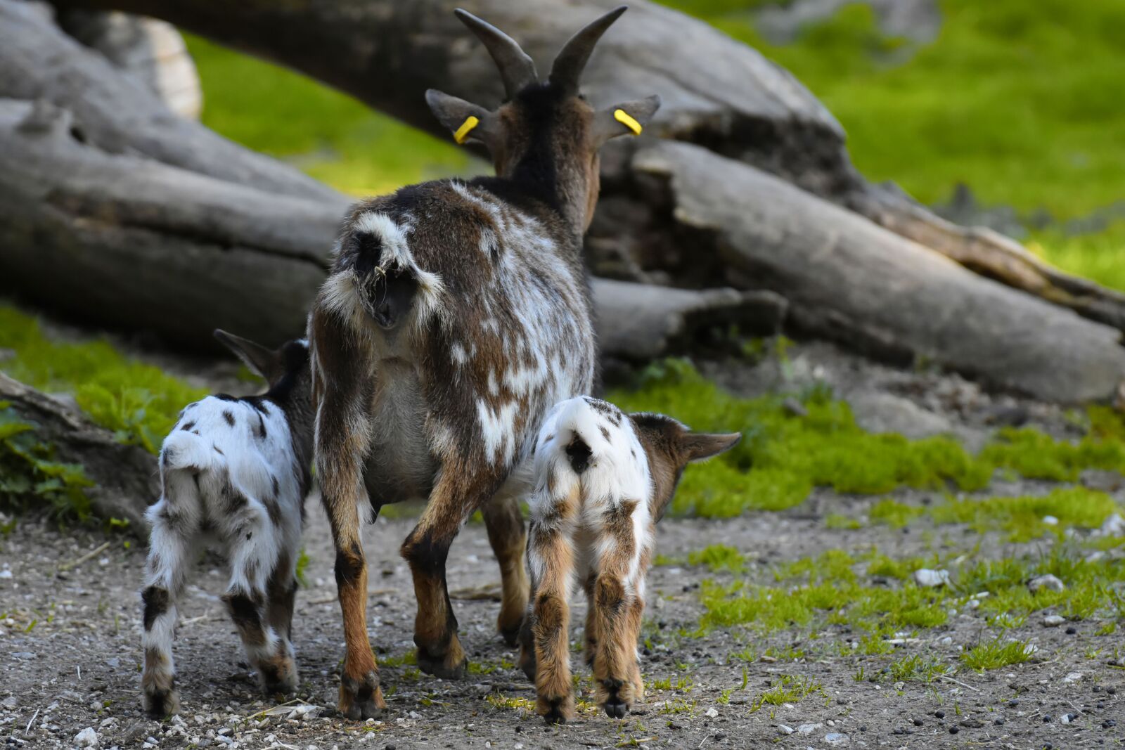 Nikon D7200 sample photo. Goats, mom young animals photography