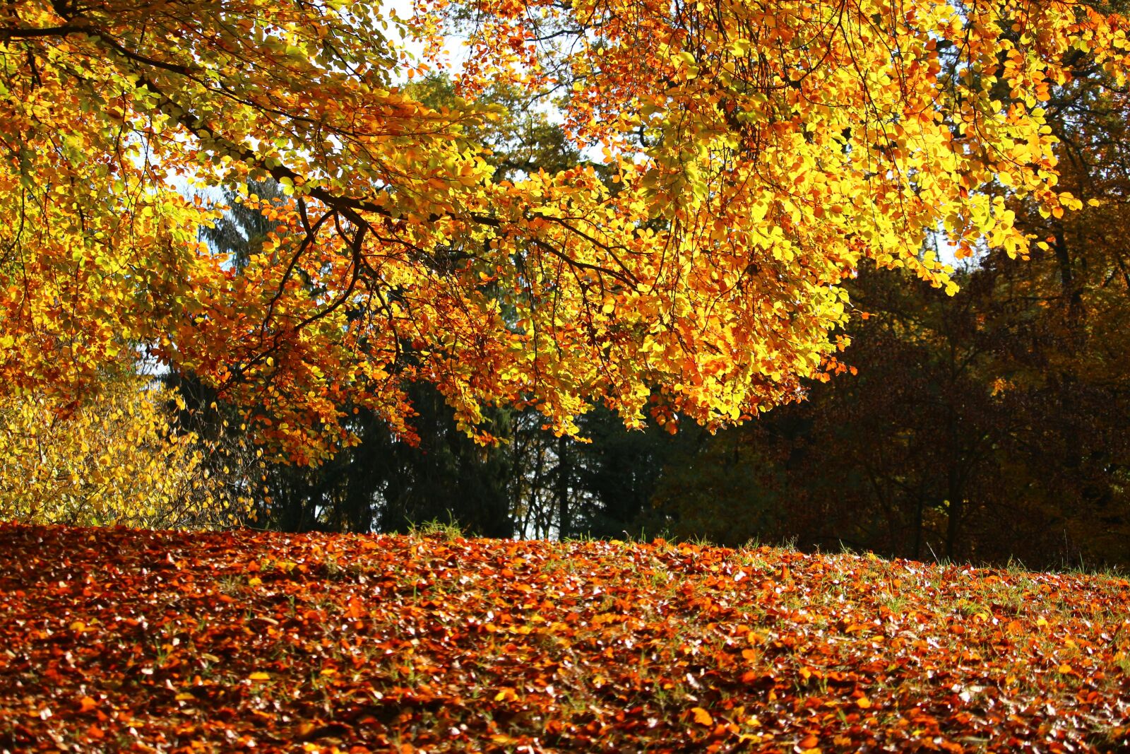 Canon EOS 100D (EOS Rebel SL1 / EOS Kiss X7) sample photo. Autumn, fall foliage, leaves photography