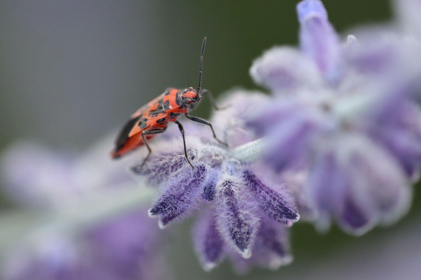 Canon EF 180mm F3.5L Macro USM sample photo. Firebug, bug, insect photography