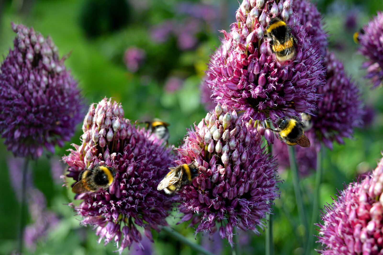 Nikon D3200 sample photo. Bumblebees, insect, chives blossom photography