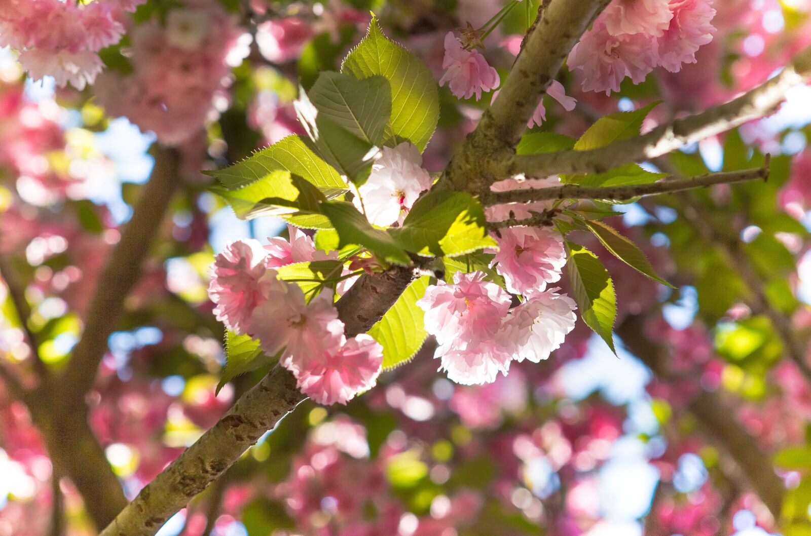 Canon EF 24-70mm F2.8L USM sample photo. Sakura, flower, nature photography