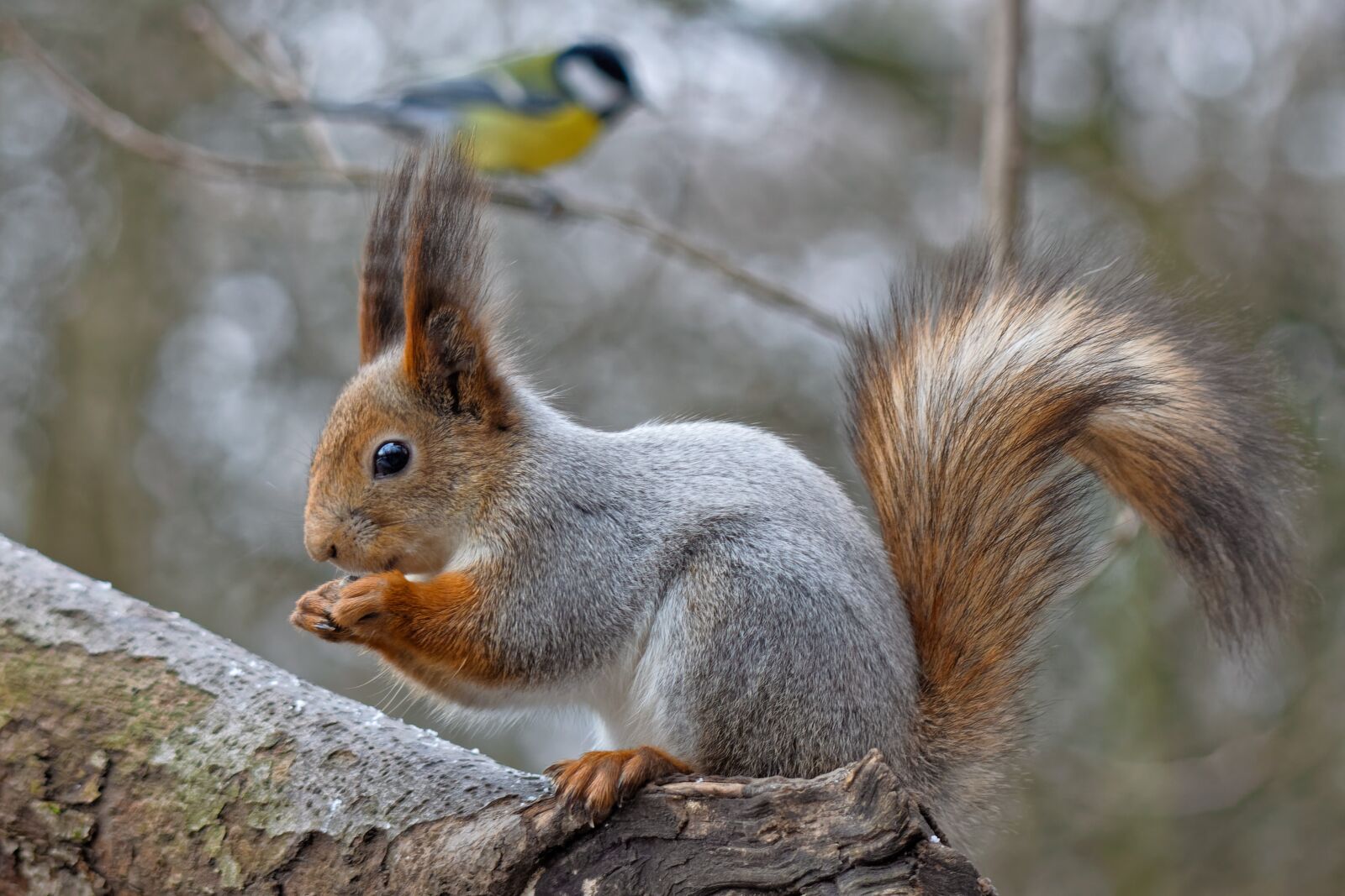 Canon EOS 500D (EOS Rebel T1i / EOS Kiss X3) sample photo. Squirrel, animal, nature photography
