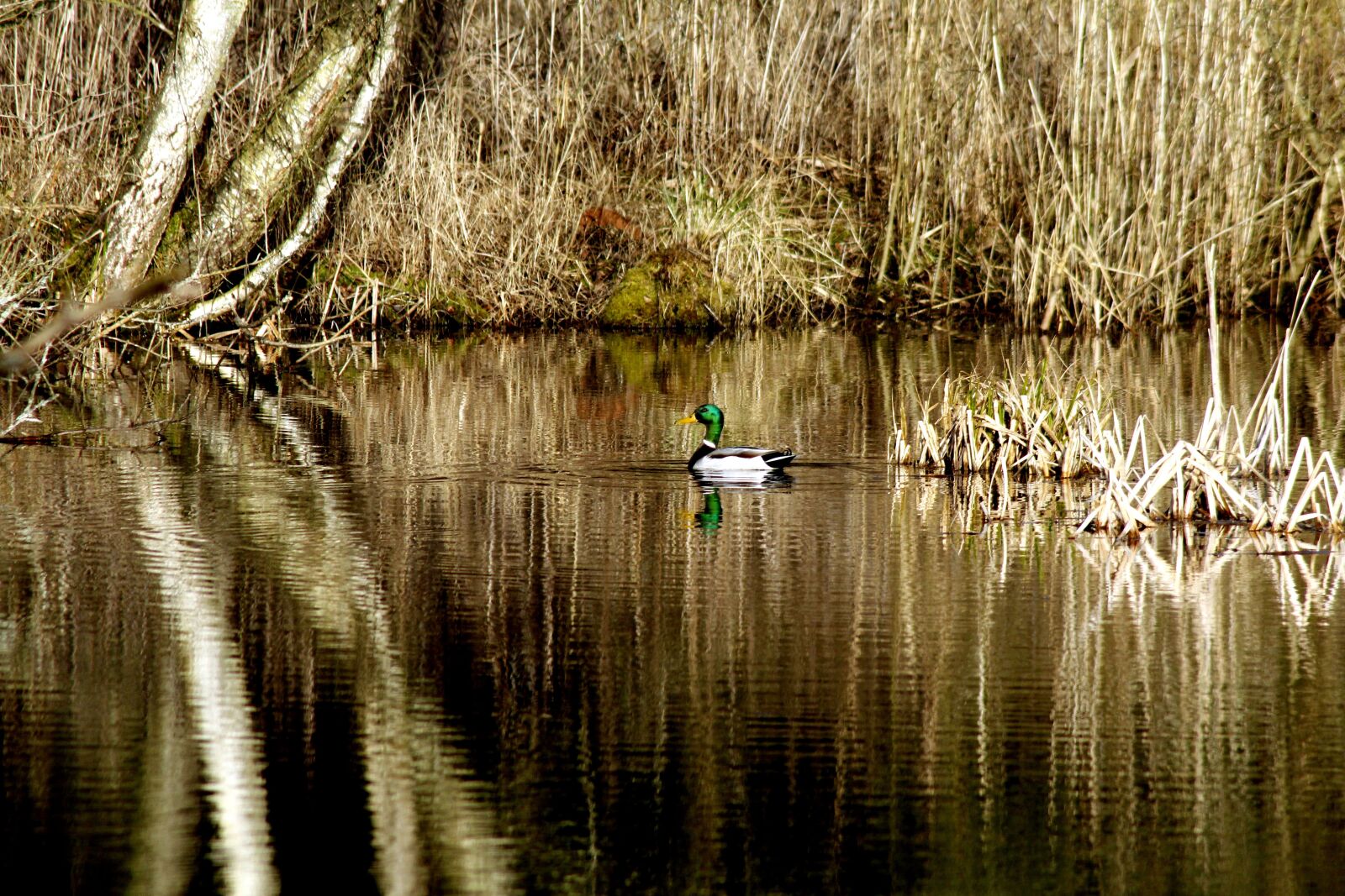 Canon EOS 1200D (EOS Rebel T5 / EOS Kiss X70 / EOS Hi) sample photo. Mallard, lake, ducks photography