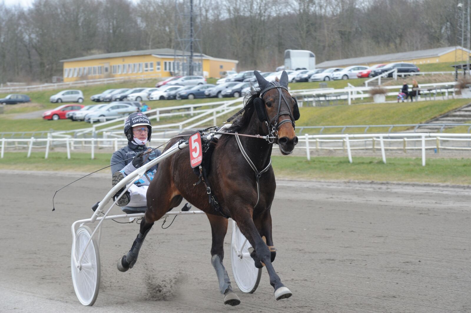 Nikon D3S sample photo. Horse, quickly, hurry photography