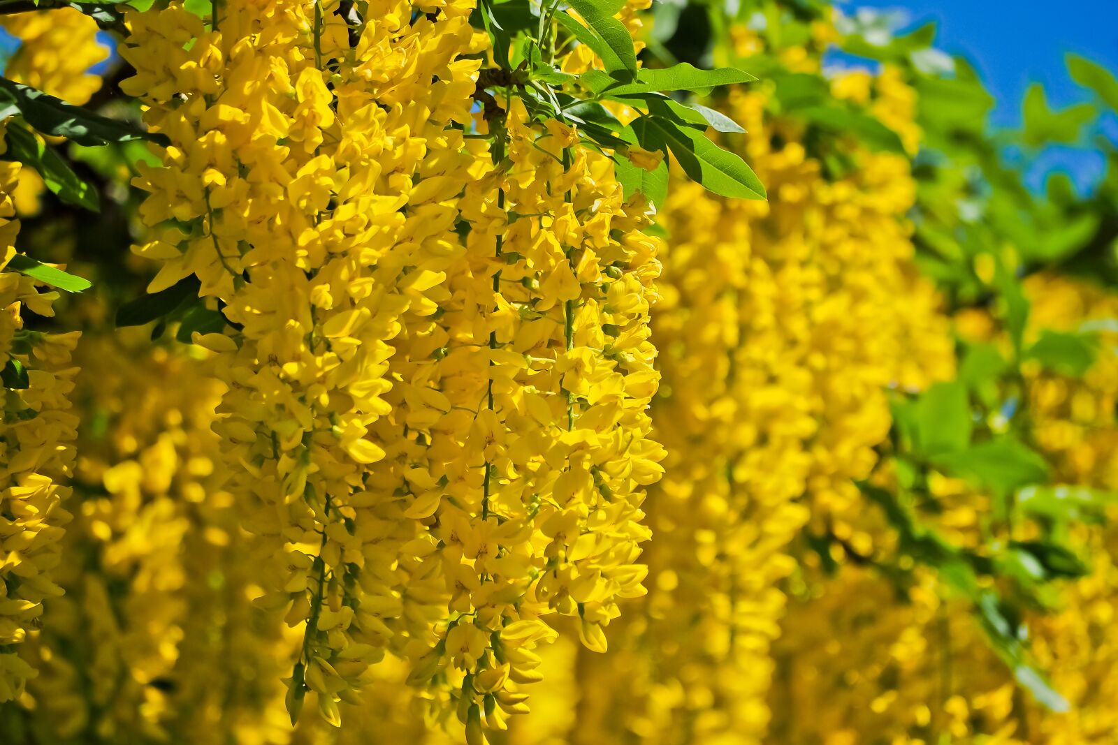 Olympus OM-D E-M10 sample photo. Tree, flowers, spring photography