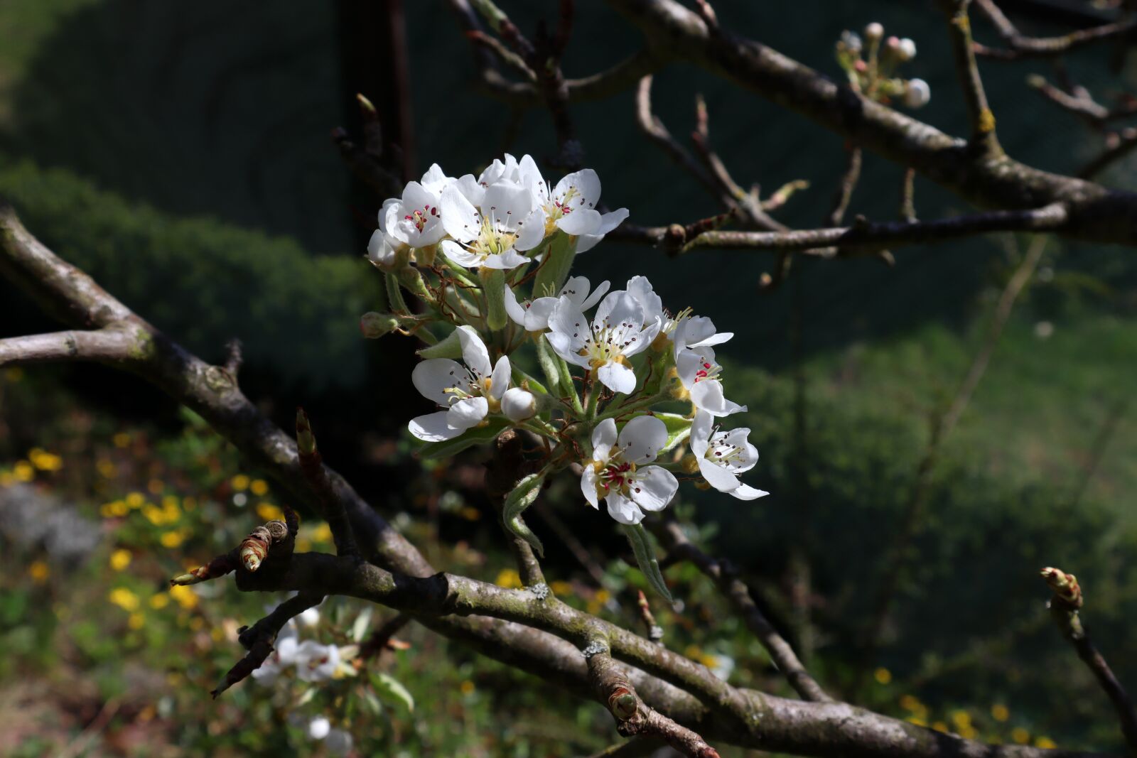 Canon EF-M 15-45mm F3.5-6.3 IS STM sample photo. Easter, fruit tree, blossom photography