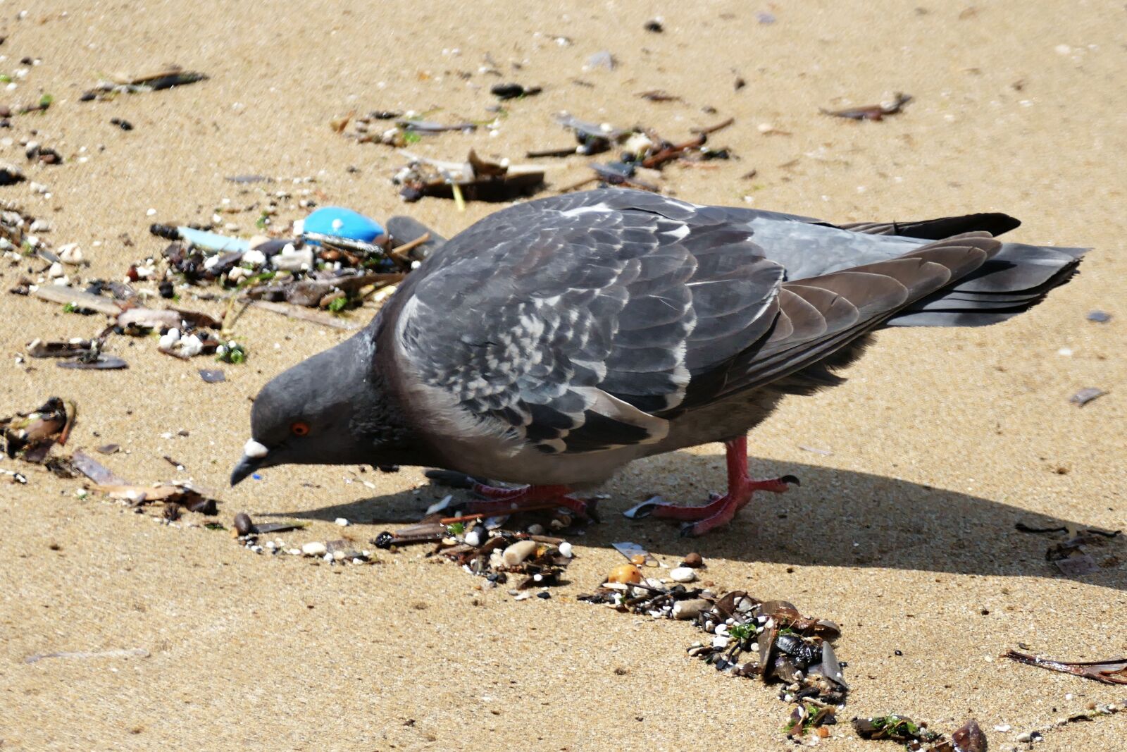 Panasonic Lumix DMC-FZ1000 sample photo. Dove, seagull, sea photography