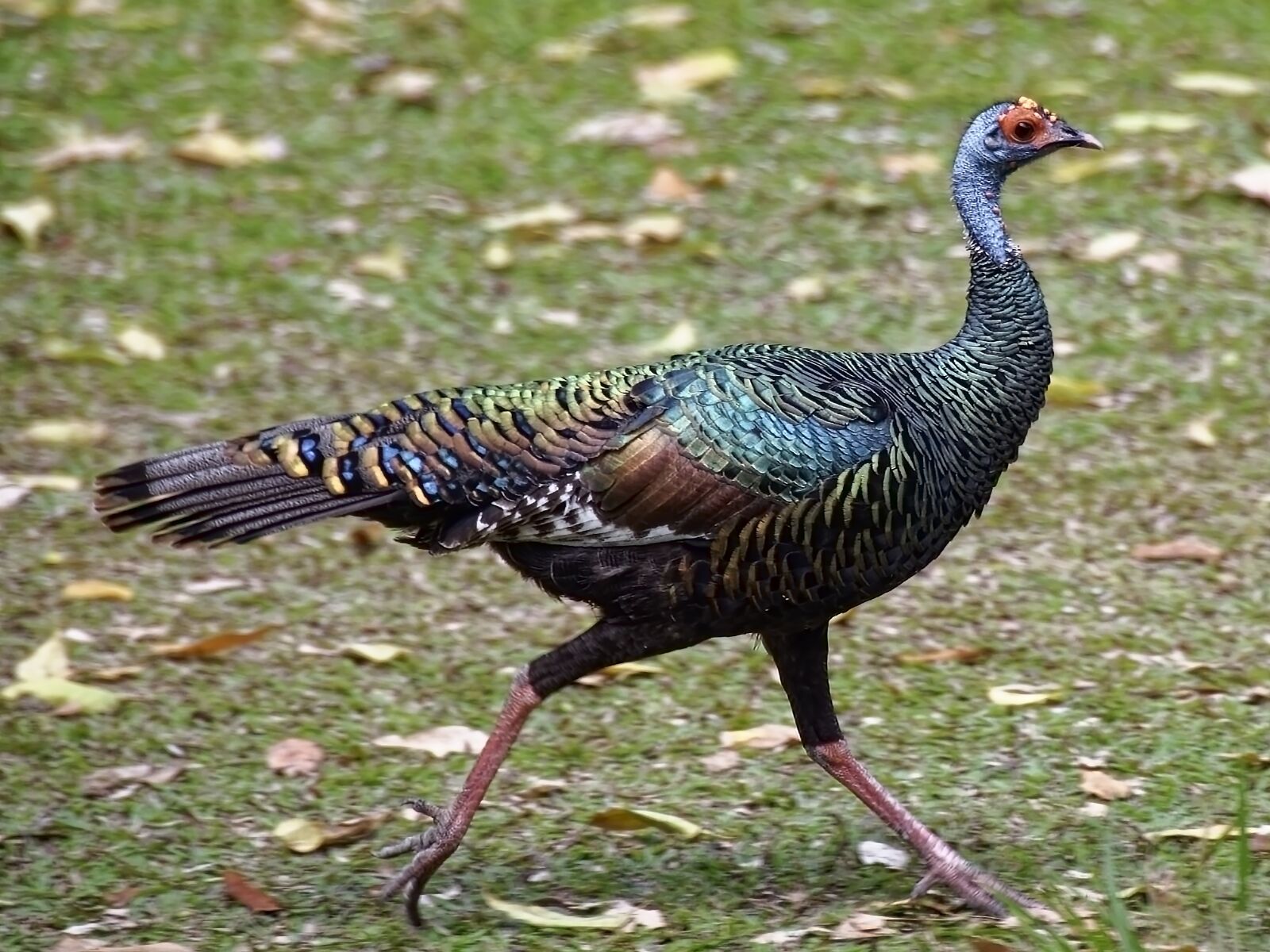 Nikon D7000 sample photo. Bird, plumage, colorful photography