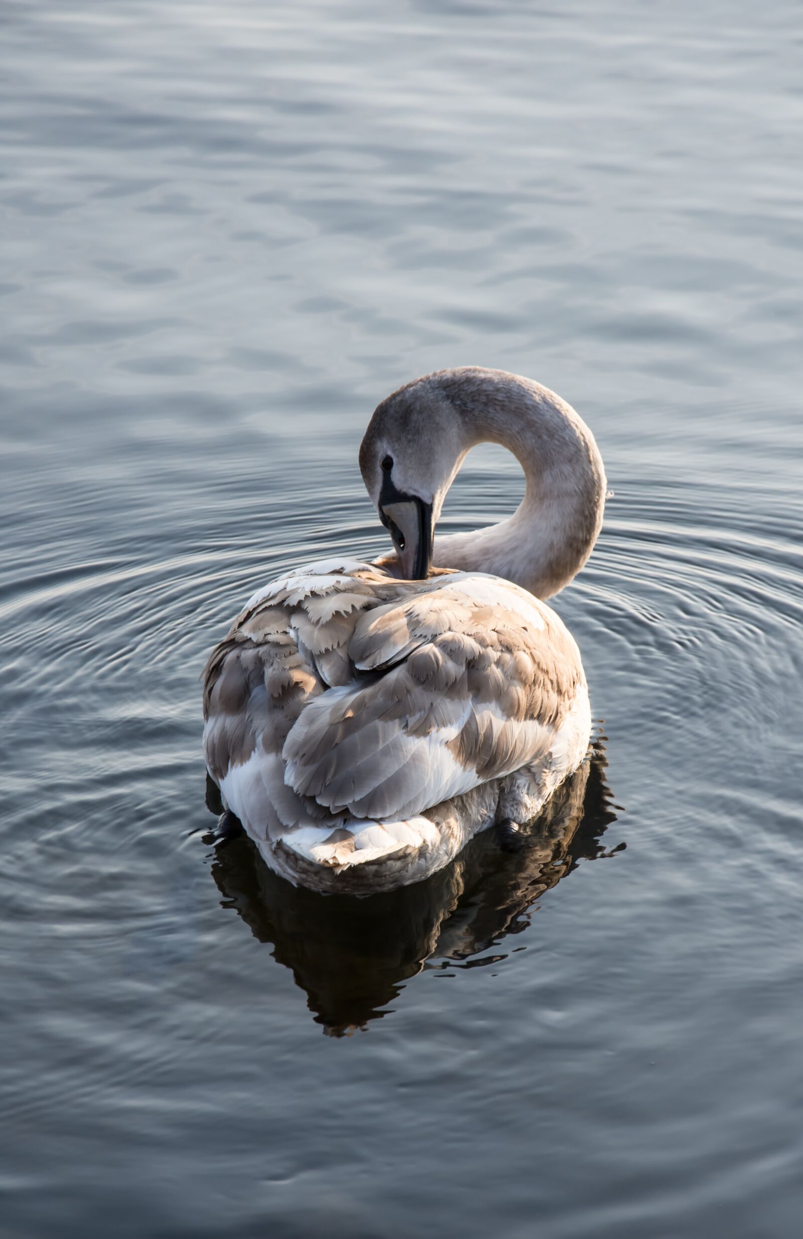 Nikon D7200 sample photo. Swan, sea, nature photography