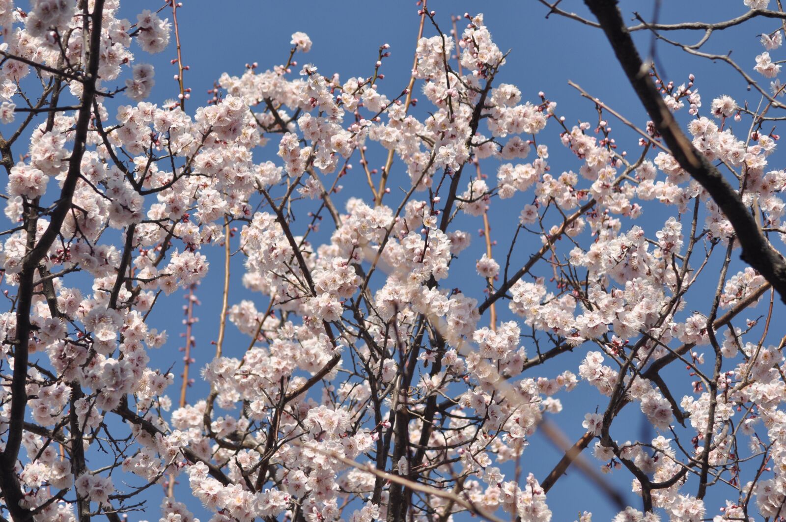 Nikon D90 sample photo. Plum, prunus mume, flowers photography