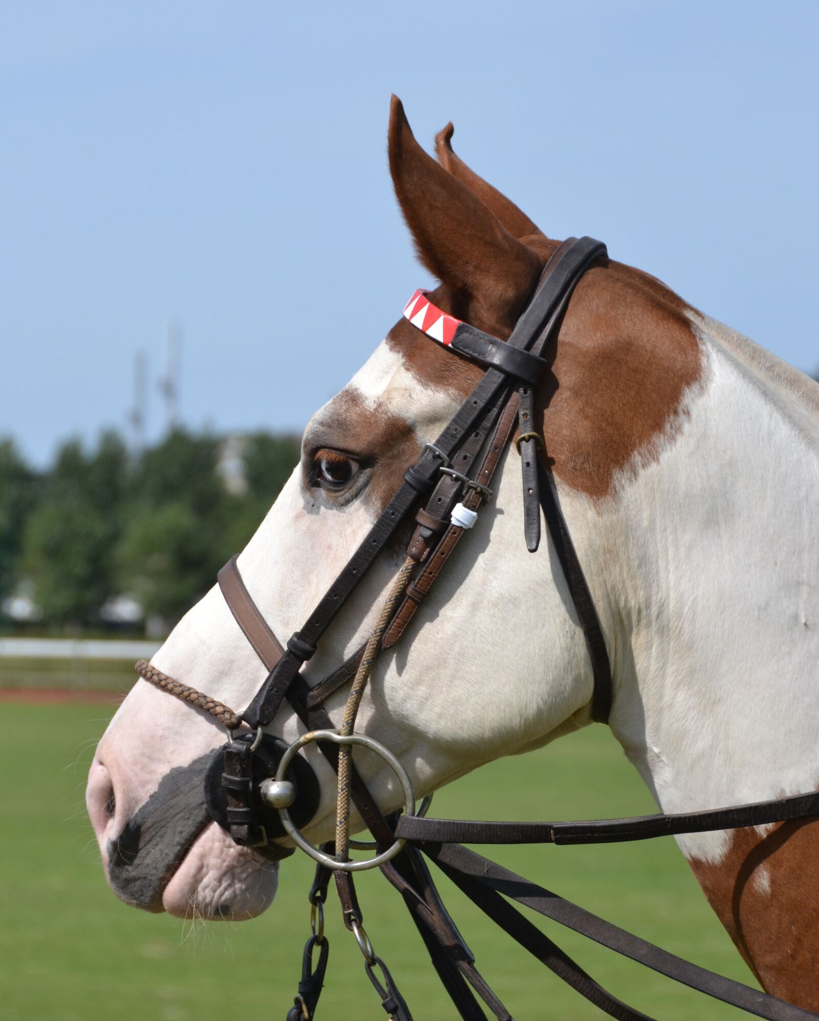 Nikon D3100 sample photo. Horse, sport, horseback riding photography