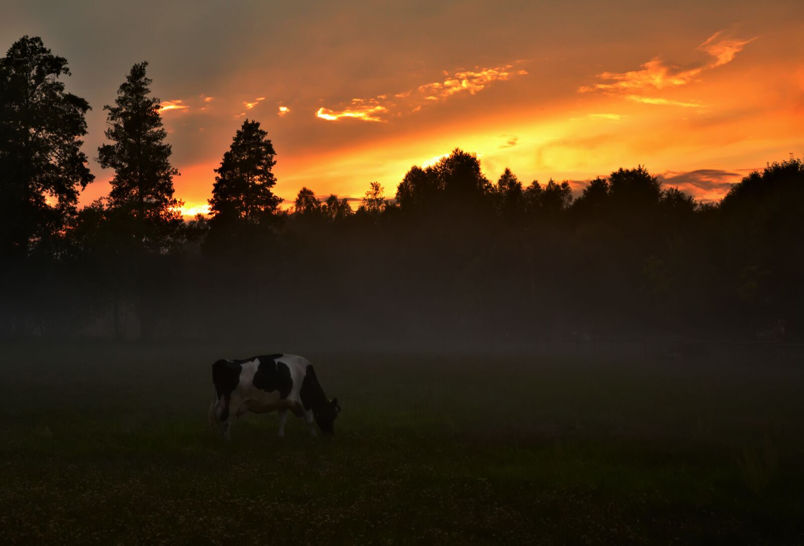 Nikon D7000 sample photo. Sunset, cow, landscape photography