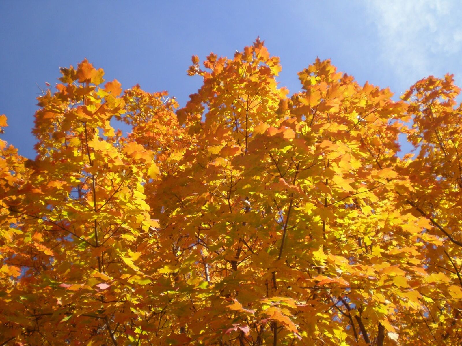 Olympus FE230/X790 sample photo. Trees, maple, fall photography