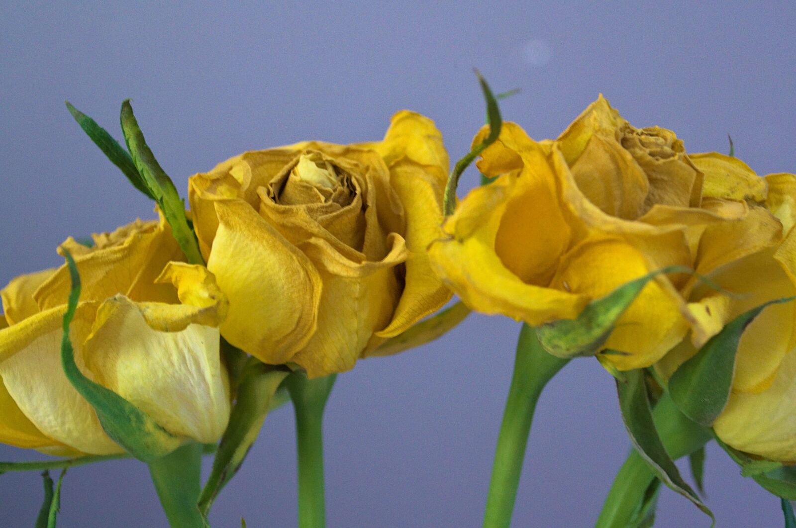 Nikon D3100 sample photo. Roses, yellow, decay photography