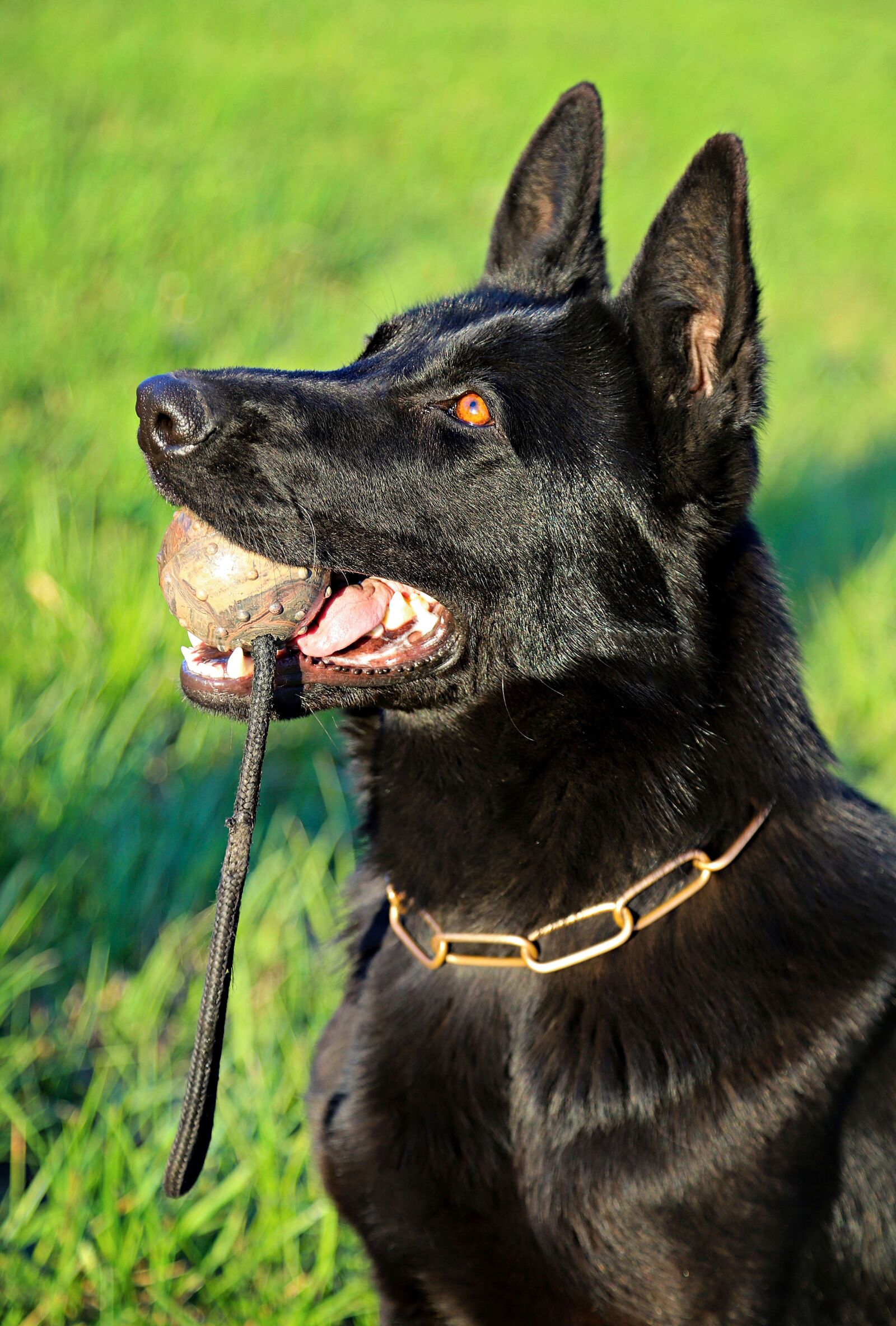 Canon EOS 6D Mark II sample photo. Black, dog, german shepherd photography