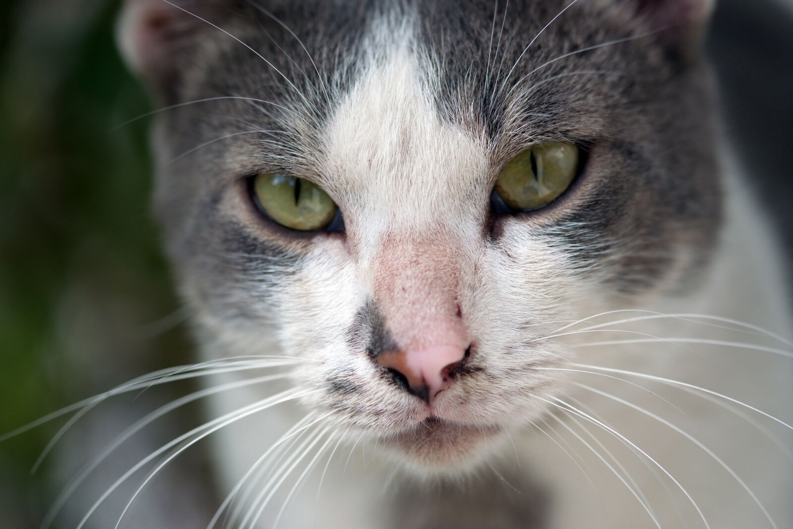 Nikon D5300 sample photo. Head, cat, tomcat photography