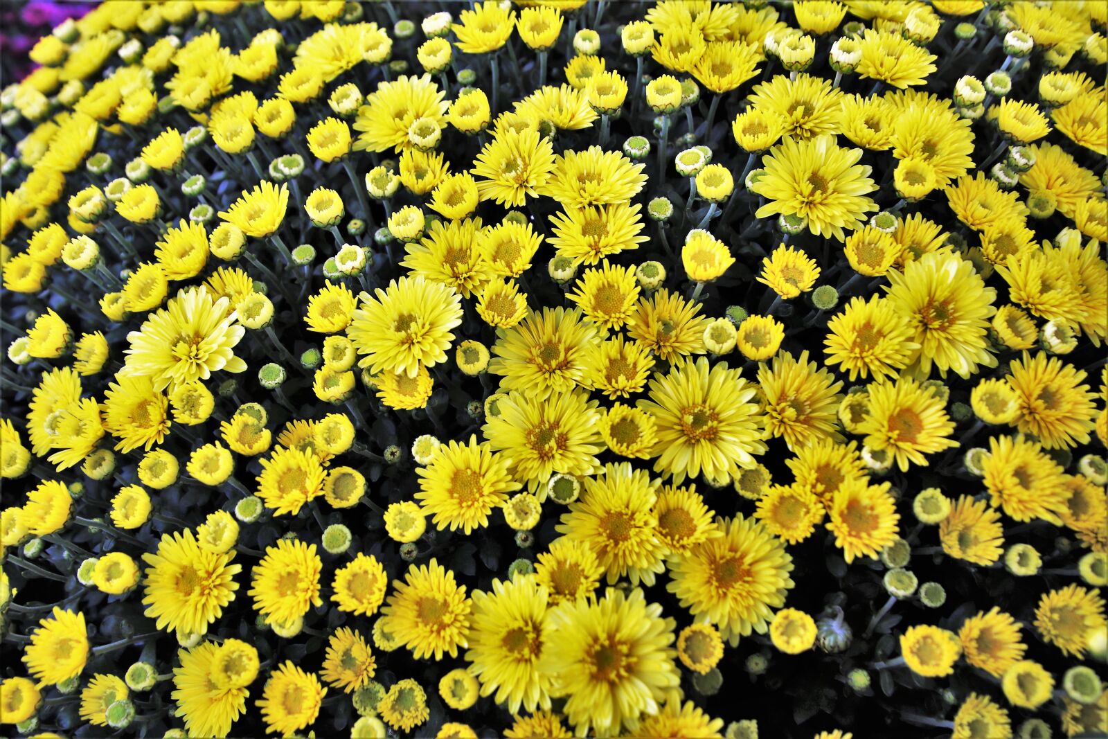 Canon EOS 80D sample photo. Flowers, yellow, chrysanthemum photography