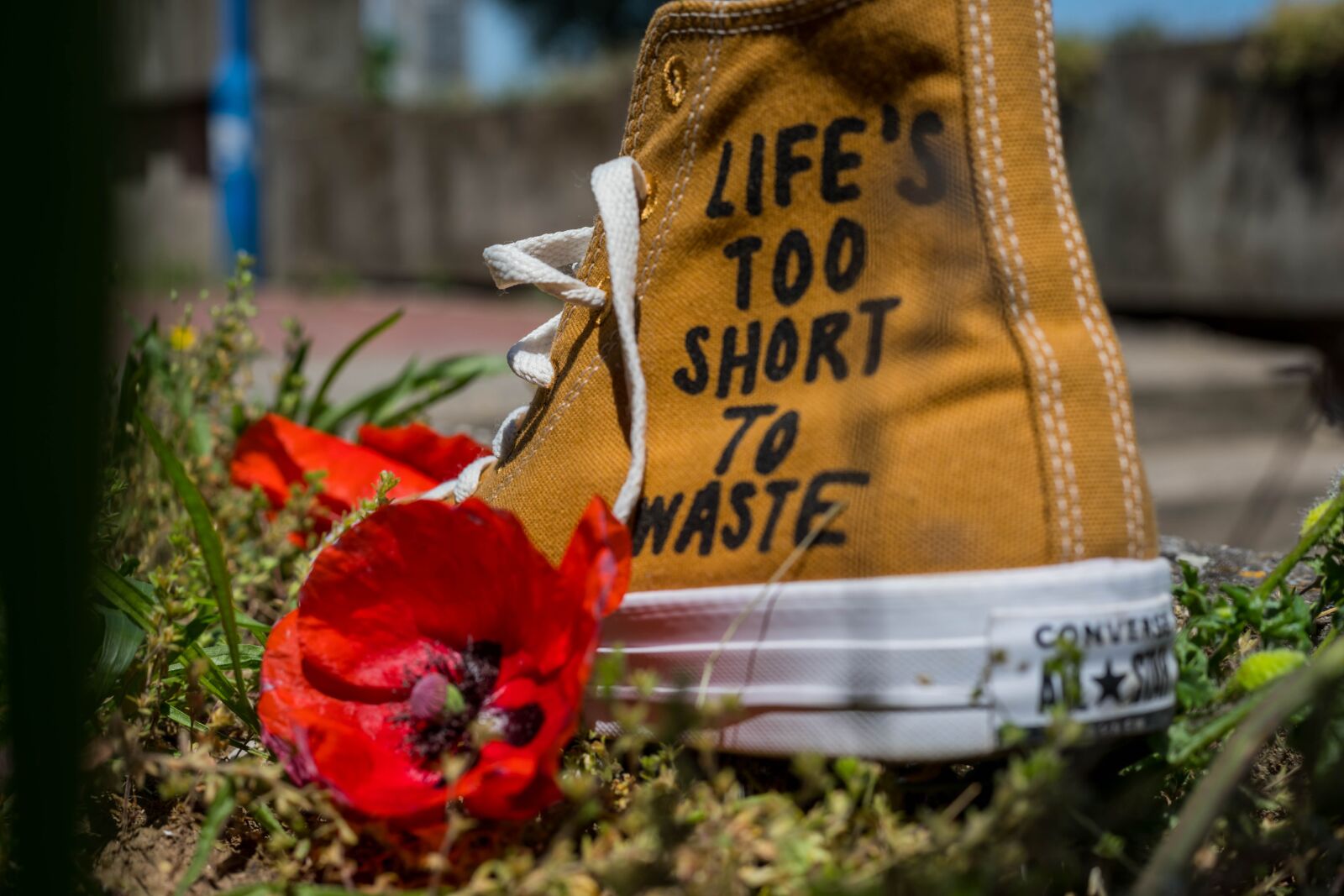 Canon EOS 5D Mark IV + Canon EF 50mm F1.8 STM sample photo. Converse, flower, life photography