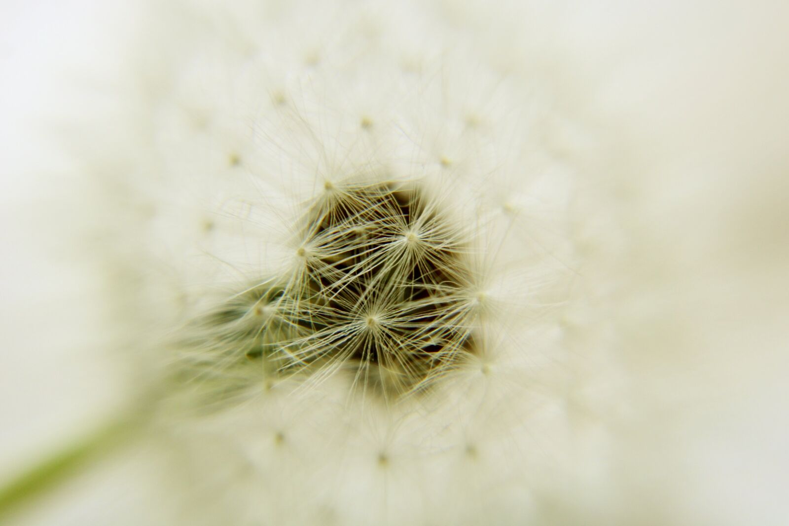 Canon EOS 2000D (EOS Rebel T7 / EOS Kiss X90 / EOS 1500D) sample photo. Dandelion, wish you, blow photography