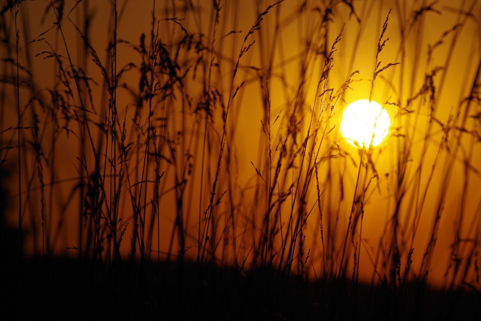 Pentax K-30 sample photo. Sunset, reed, nature photography