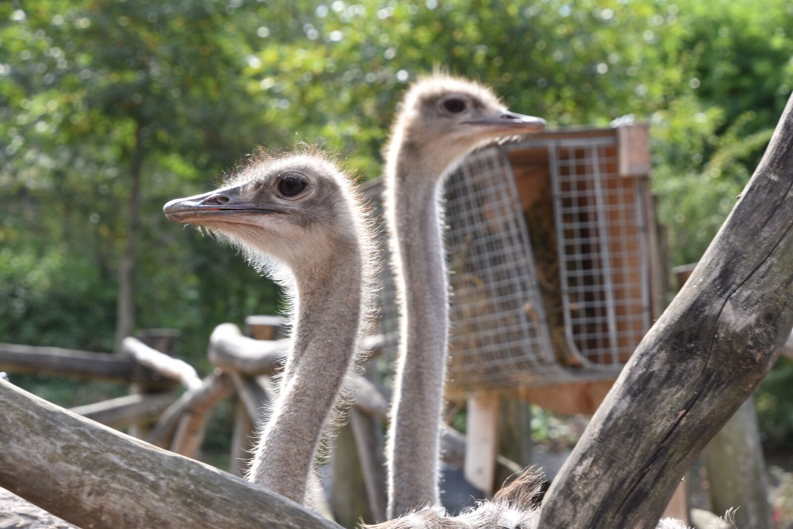 Nikon D5600 sample photo. Ostriches, bird, nature photography