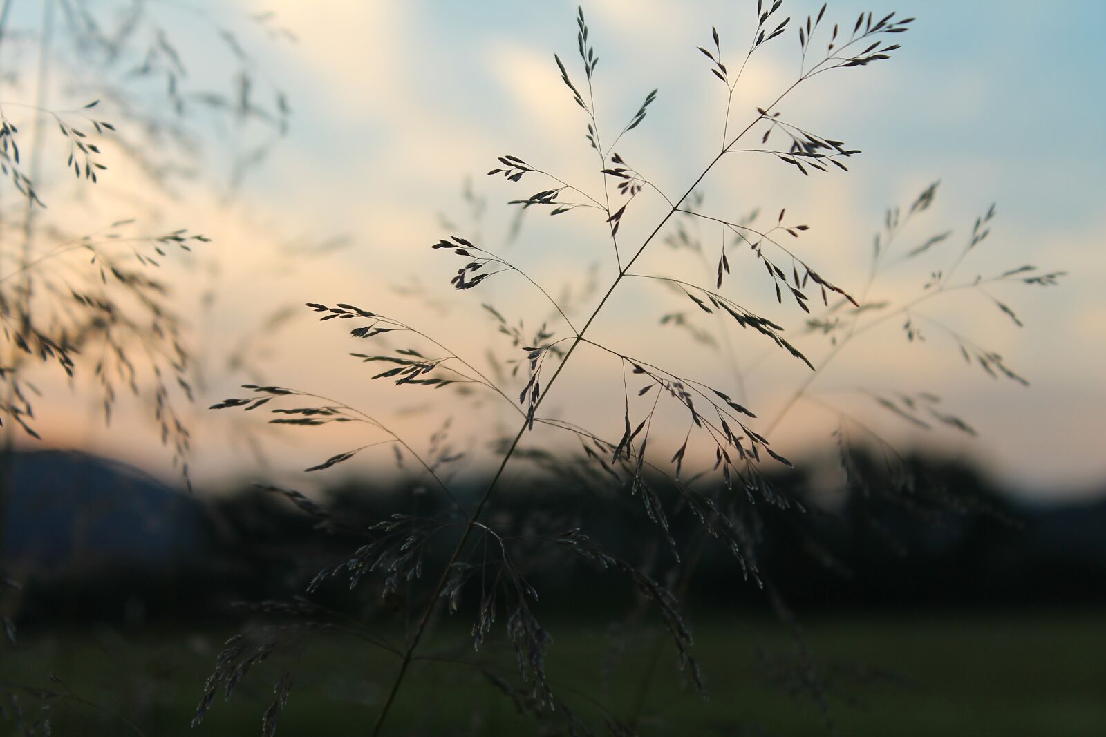 Canon EOS 1100D (EOS Rebel T3 / EOS Kiss X50) sample photo. Grass, in the evening photography