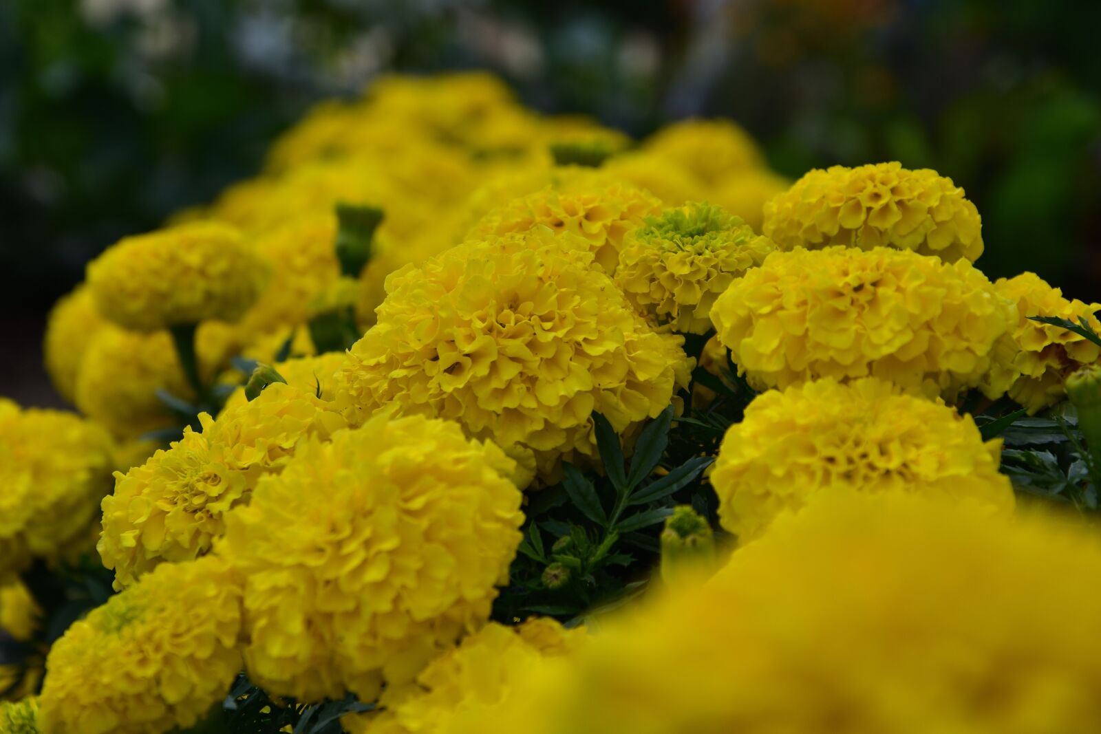 Nikon D3400 sample photo. Marigolds, flowers, yellow photography